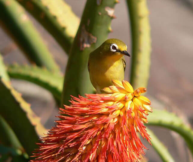 A bird sitting on a flower