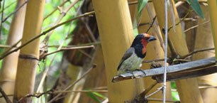 A bird sitting on a feeder