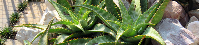 Cacti growing in the garden